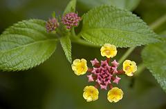 a couple of the many flower species I observed